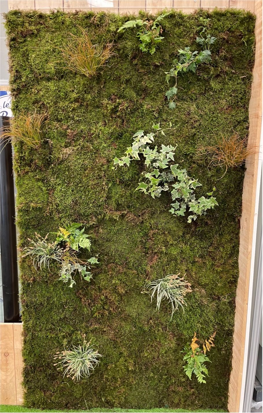 Mur végétal naturel en mousse avec fougères et lierre
