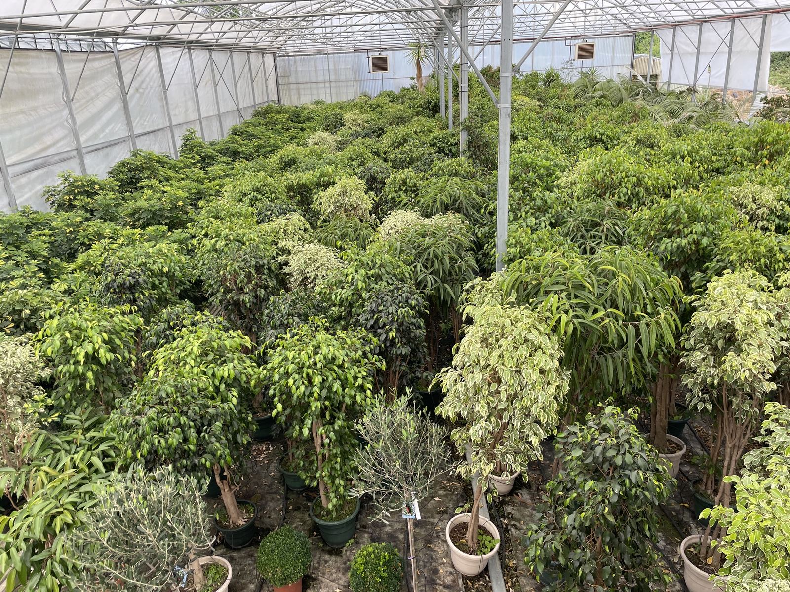 Serre de production Locaplante avec ficus, oliviers et arbustes