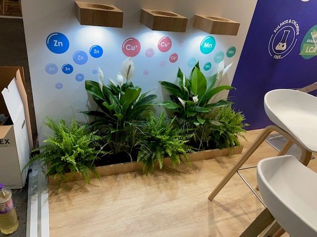 Coin végétalisé avec spathiphyllums et fougères sur un stand